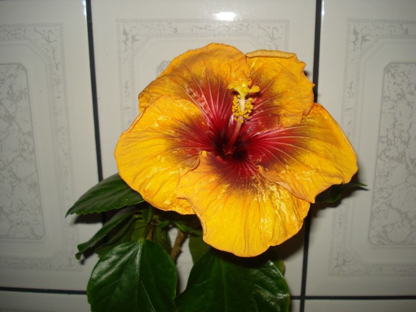 13.01.2018 - Hibiscus Tahitian Dark Congo