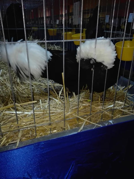  - Expo MEHEDINTI 2018