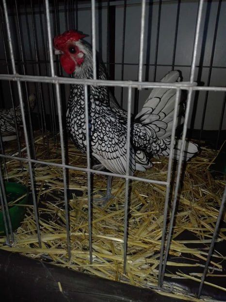  - Expo MEHEDINTI 2018