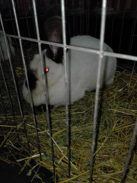  - Expo MEHEDINTI 2018