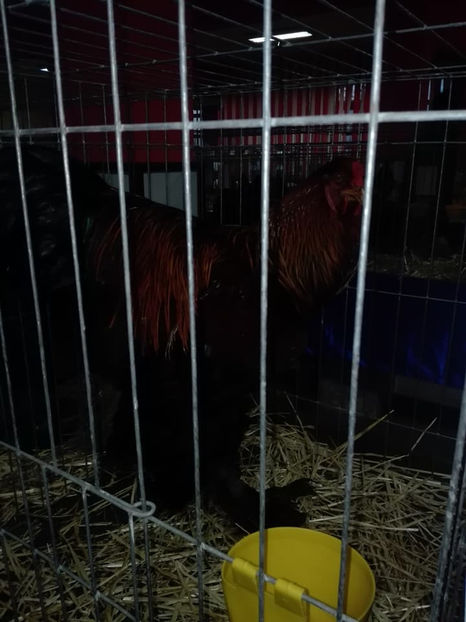  - Expo MEHEDINTI 2018