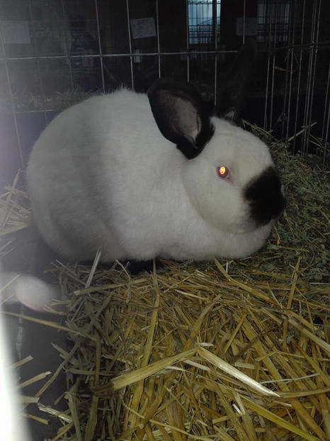  - Expo MEHEDINTI 2018