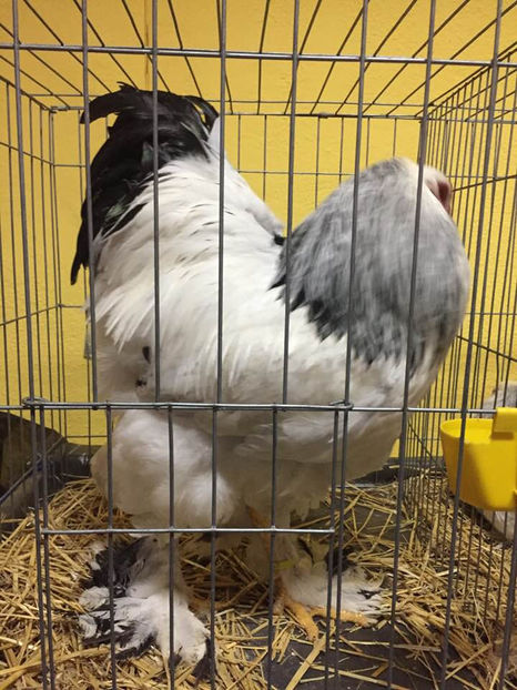  - Expo MEHEDINTI 2018