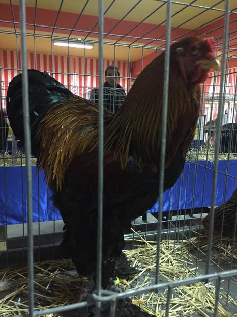  - Expo MEHEDINTI 2018