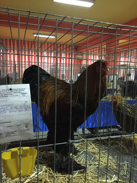  - Expo MEHEDINTI 2018