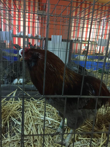  - Expo MEHEDINTI 2018