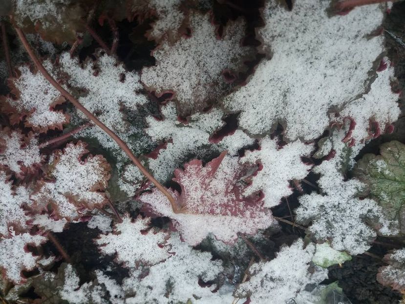 13 01,prima ninsoare din aceasta iarna !!  ( heuchera) - 2018 plantele mele