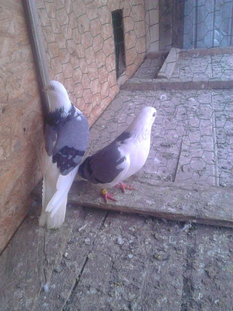 Perechea 3 - ACHIZIȚII 2018