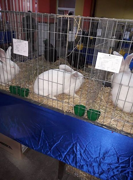  - Expo MEHEDINTI 2018