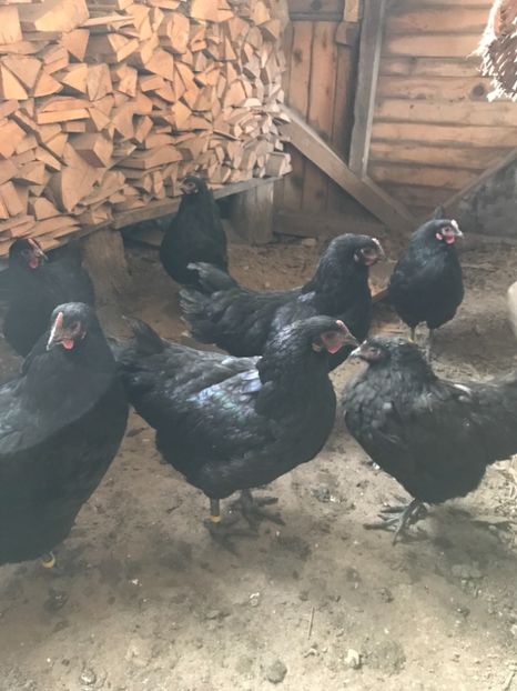 1CB57F33-884A-4413-B12F-A89525A25EAE - Australorp tineret