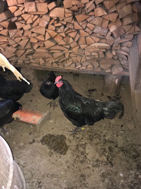 2524EE51-874F-4AD6-AB30-867BC0B70A43 - Australorp tineret