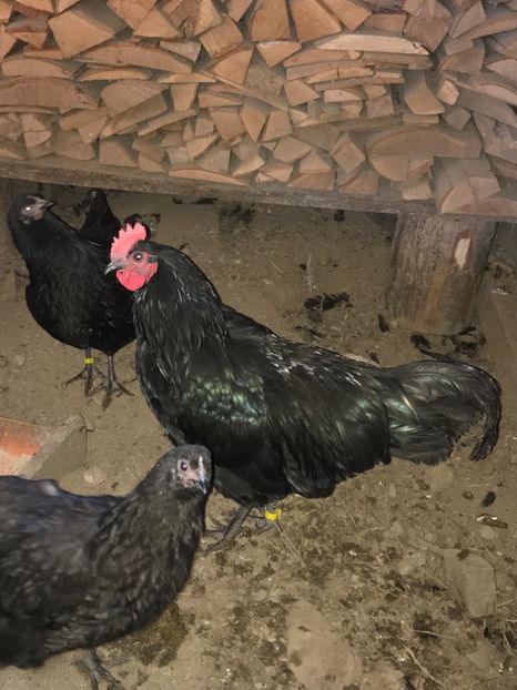 8954BD4A-E46B-496D-A1D2-BE440E92167F - Australorp tineret