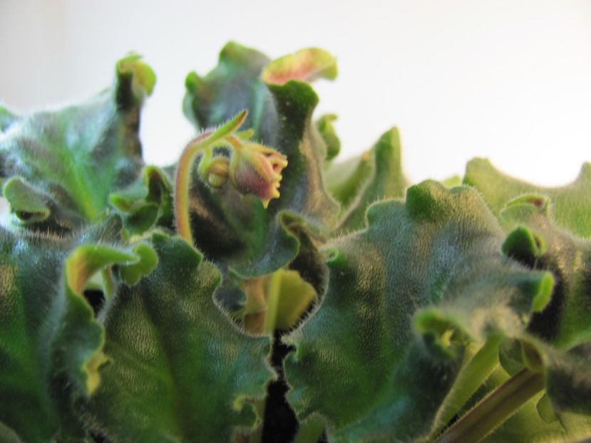  - LE Ognennye Motylki