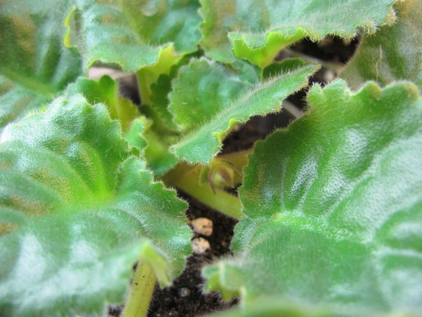  - ZZLE Malachitovaia Roza