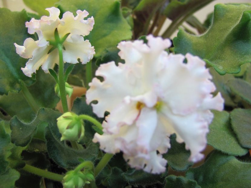  - ZZZLE Vzbitye Slivki