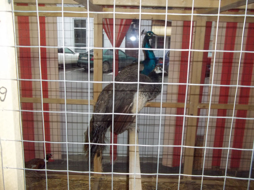  - Expo MEHEDINTI 2018