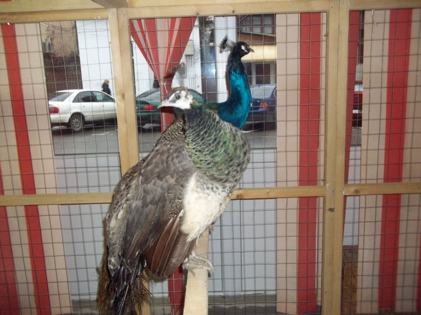  - Expo MEHEDINTI 2018