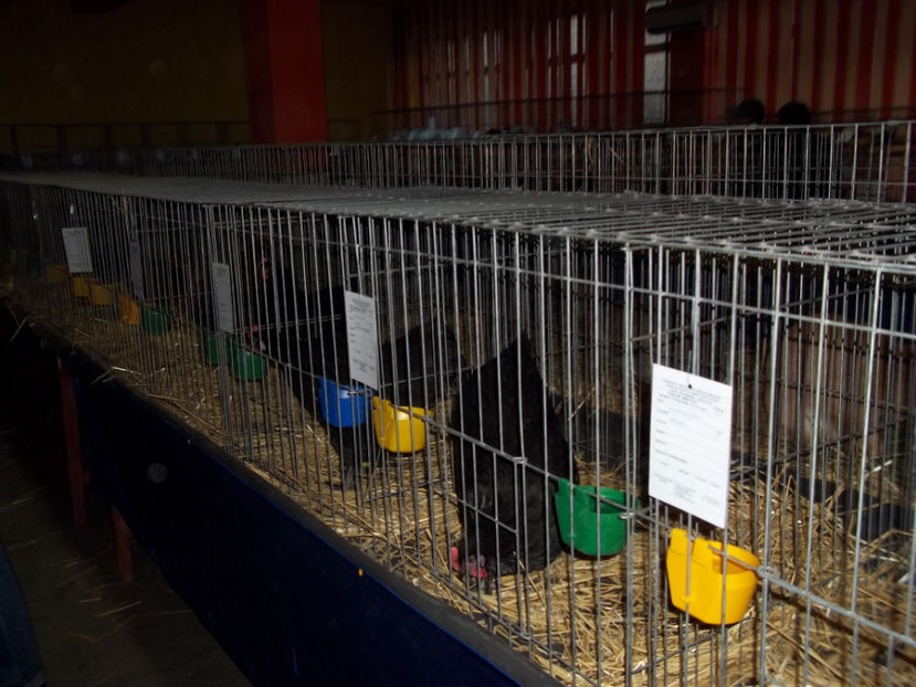  - Expo MEHEDINTI 2018