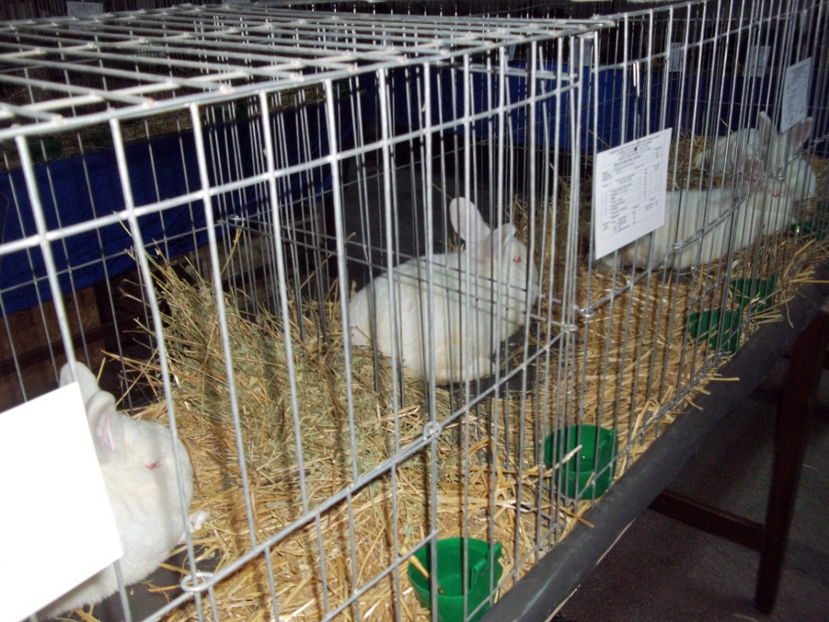  - Expo MEHEDINTI 2018