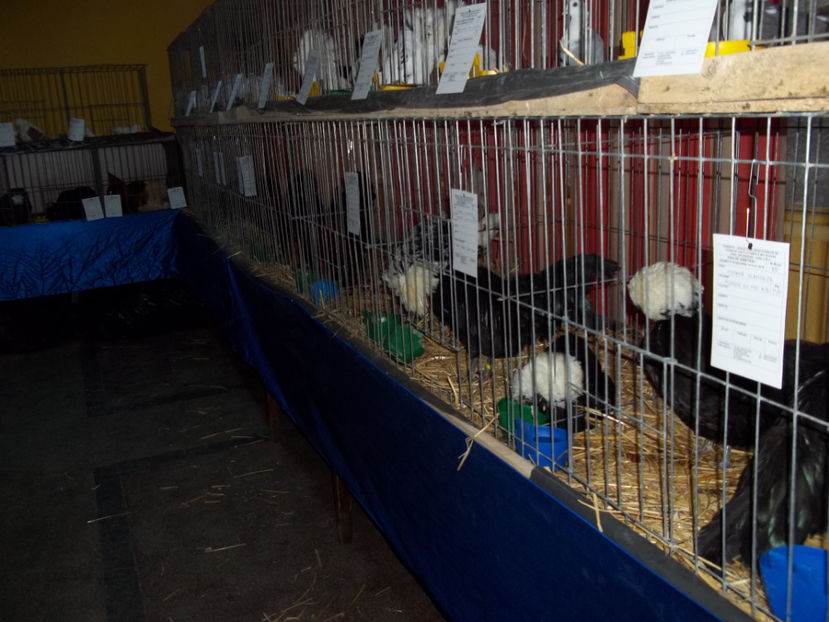  - Expo MEHEDINTI 2018