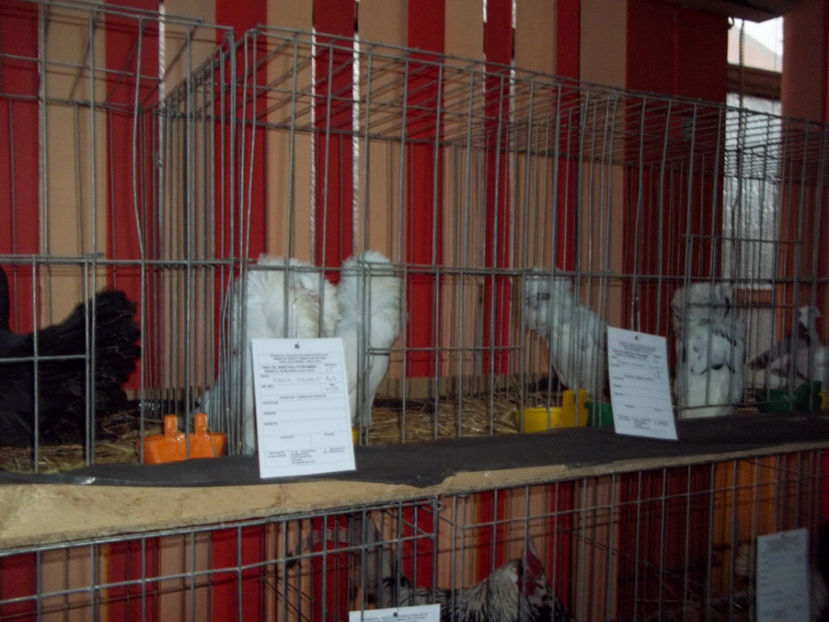  - Expo MEHEDINTI 2018