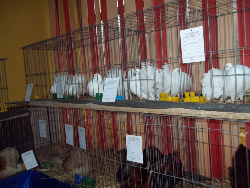  - Expo MEHEDINTI 2018