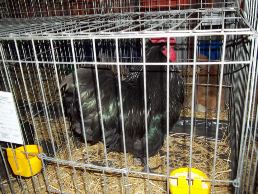  - Expo MEHEDINTI 2018