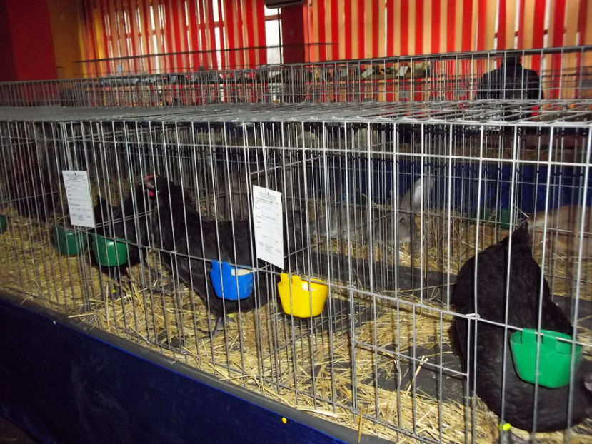  - Expo MEHEDINTI 2018