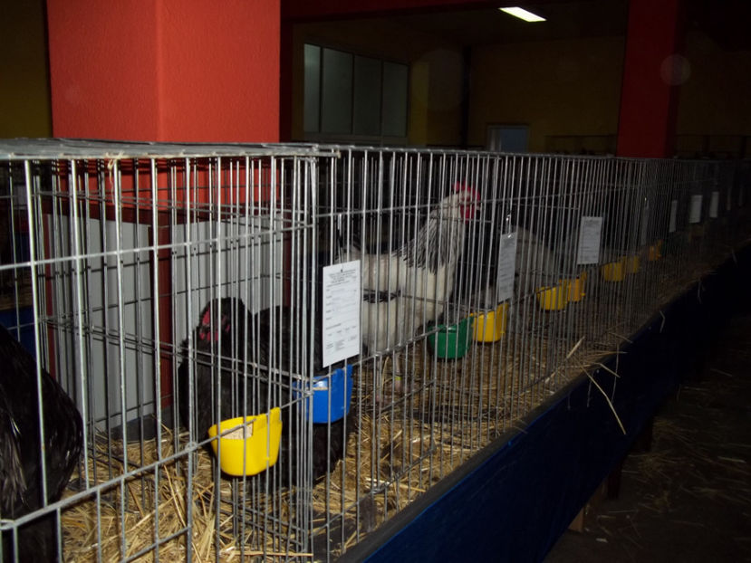  - Expo MEHEDINTI 2018