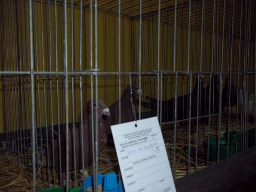  - Expo MEHEDINTI 2018