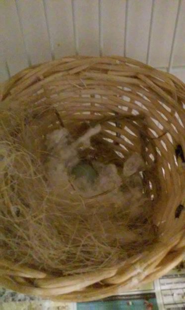 Ou canar - Canari - 2018