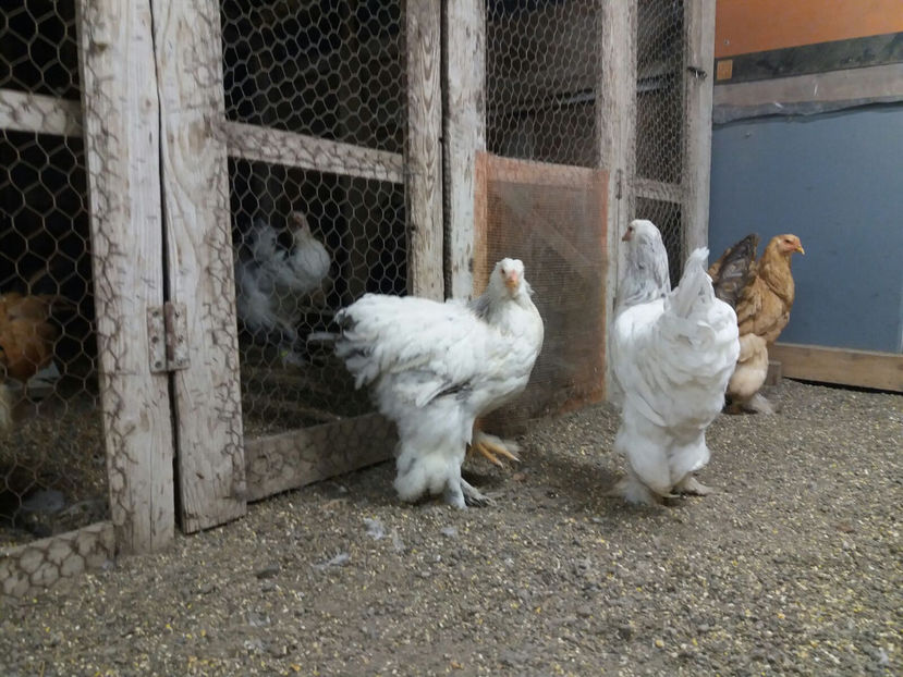 13.01.2018 013 - tineret 2017