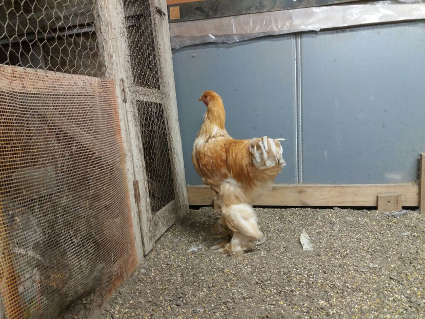 13.01.2018 015 - tineret 2017