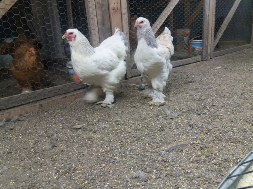 13.01.2018 074 - tineret 2017