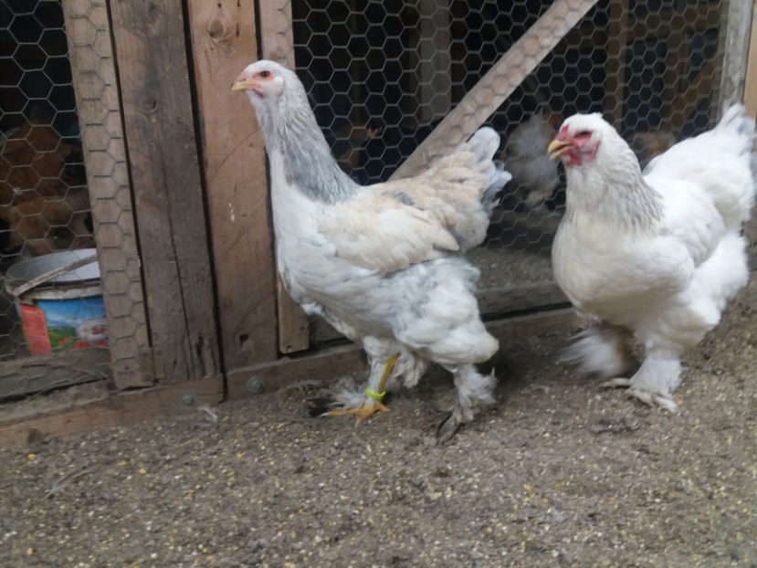 13.01.2018 075 - tineret 2017