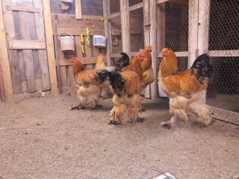 13.01.2018 118 - tineret 2017