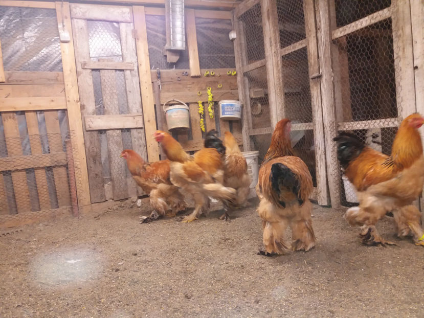 13.01.2018 119 - tineret 2017