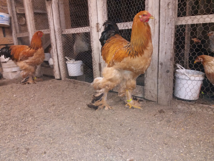 13.01.2018 123 - tineret 2017