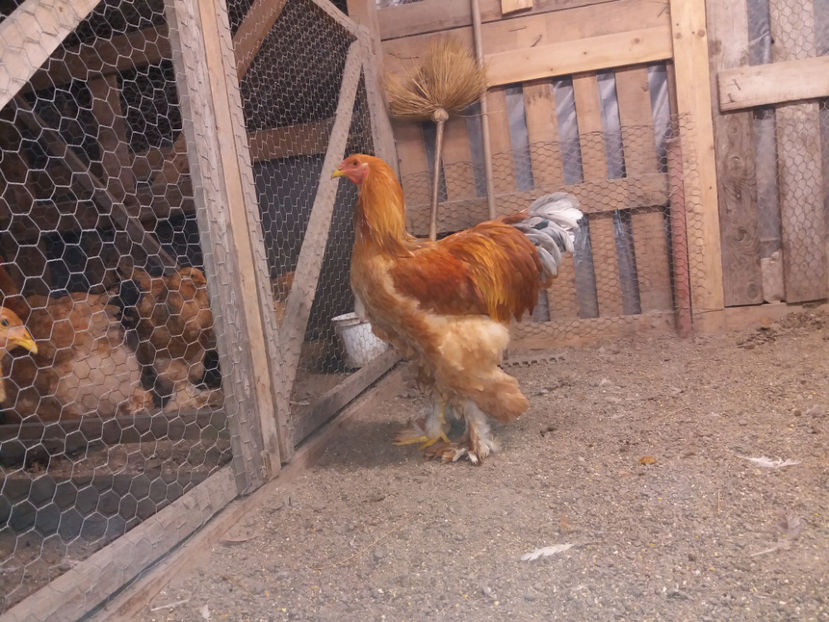 13.01.2018 125 - tineret 2017