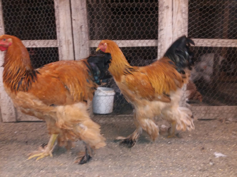 13.01.2018 129 - tineret 2017