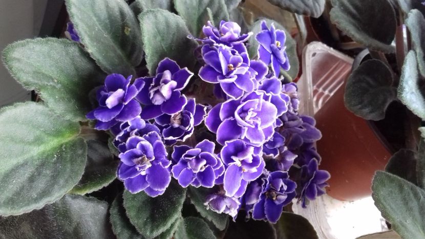 OP. Yellestone - 1violete inflorite 2018 2019