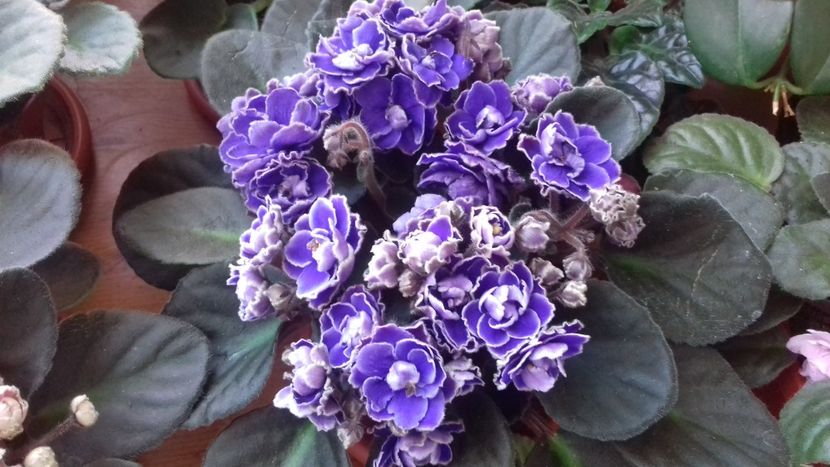 OP. Yellestone - 1violete inflorite 2018 2019