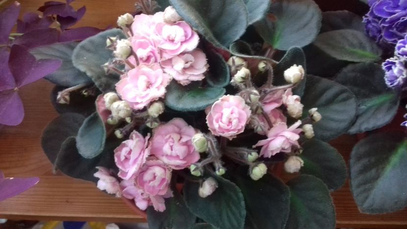 OP. My Delicht - 1violete inflorite 2018 2019