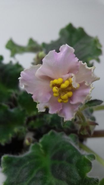 Sunkissed Rose - 1violete inflorite 2018 2019