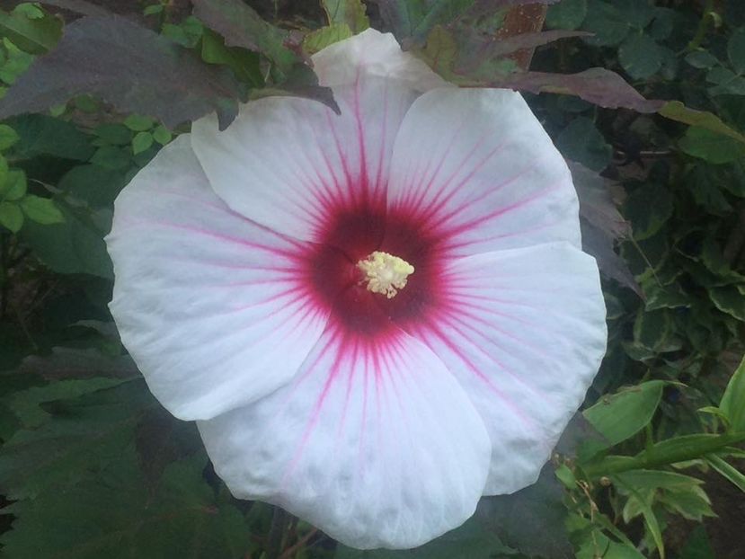  - Hibiscusi de gradina