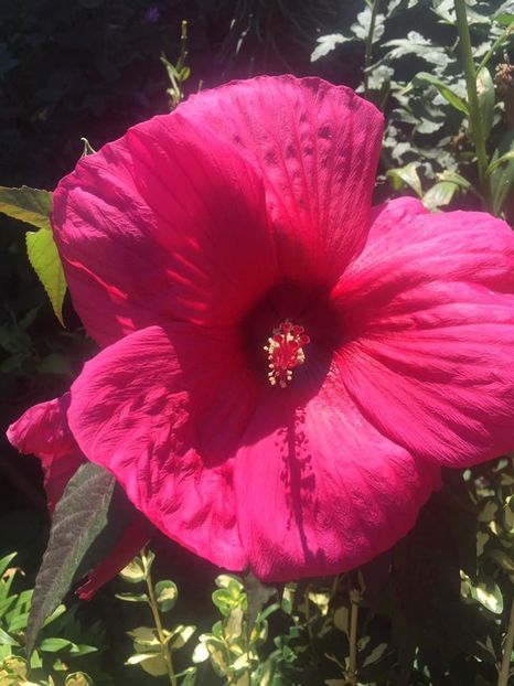  - Hibiscusi de gradina