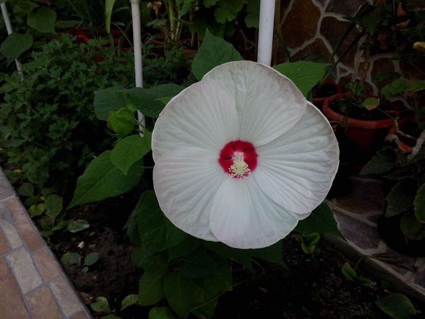  - Hibiscusi de gradina