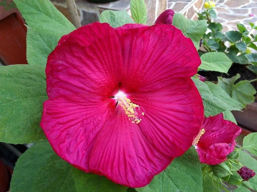  - Hibiscusi de gradina