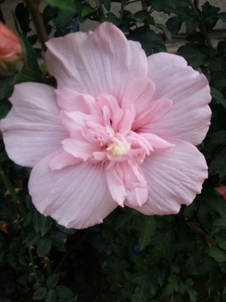  - Hibiscusi de gradina