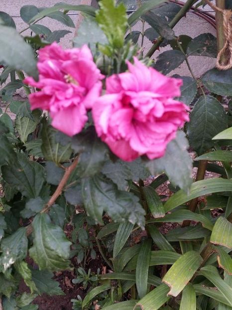  - Hibiscusi de gradina